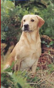 Dog picture