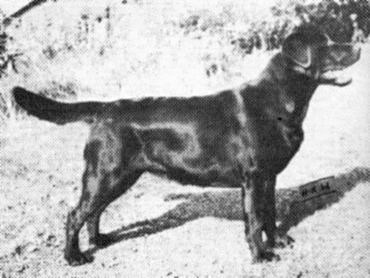 Dog picture