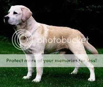 Dog picture
