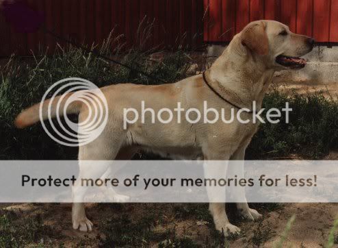 Dog picture