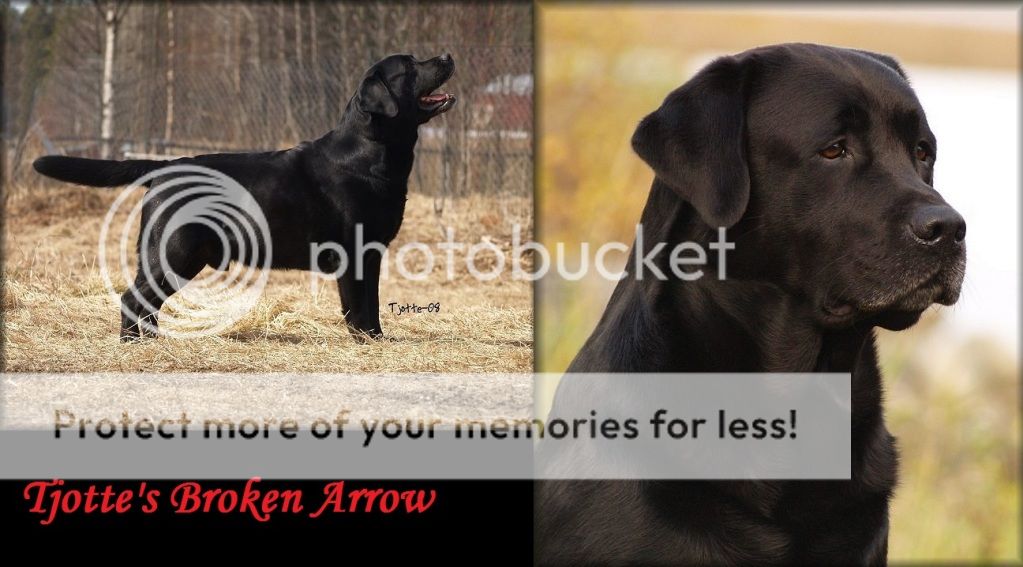 Dog picture