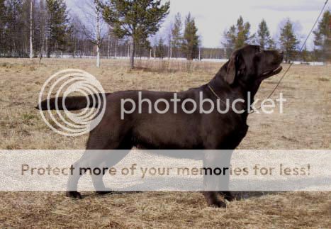 Dog picture