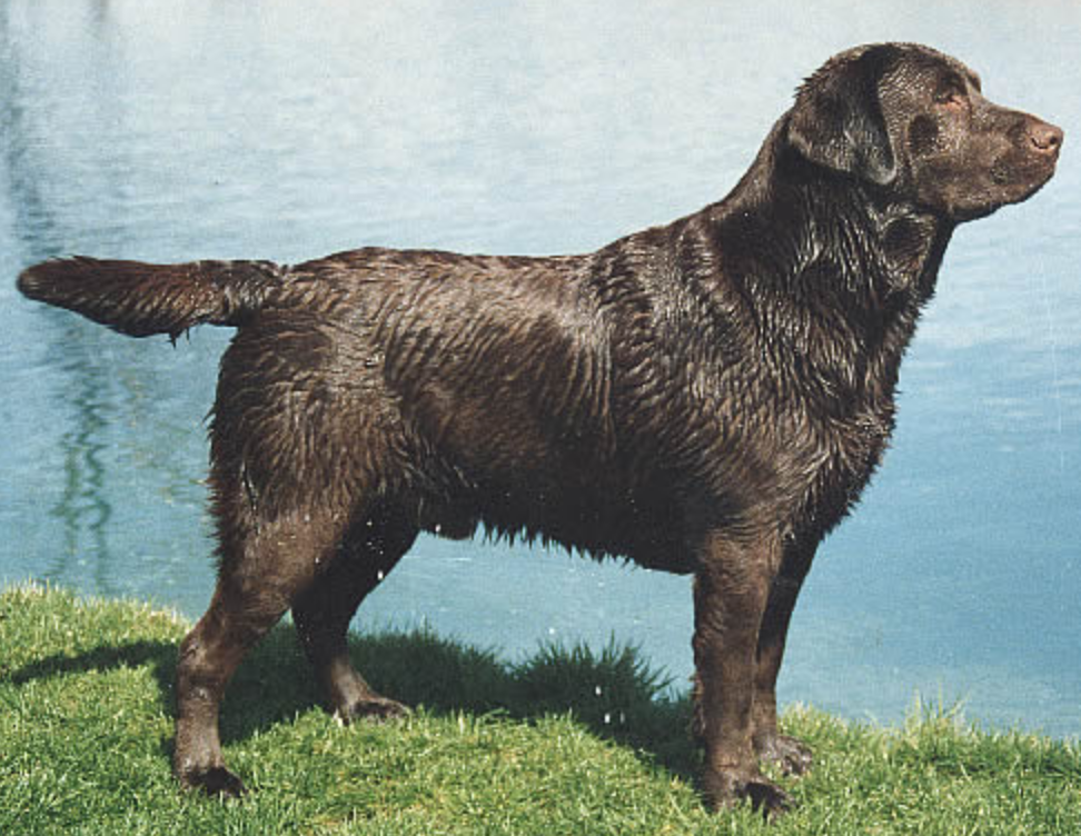 Dog picture