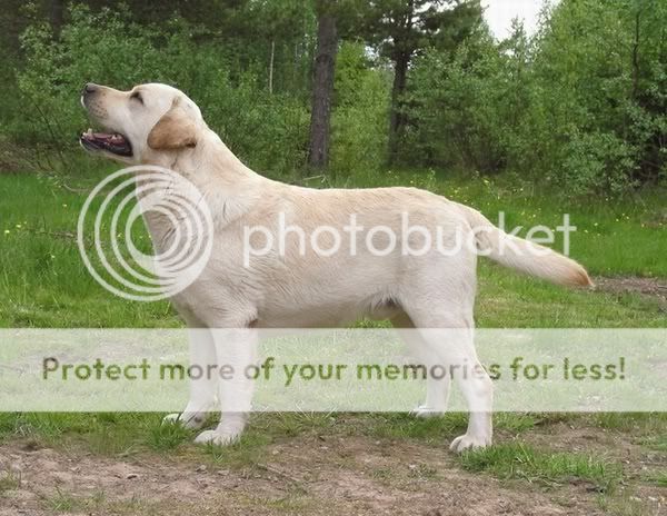 Dog picture