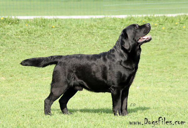 Dog picture