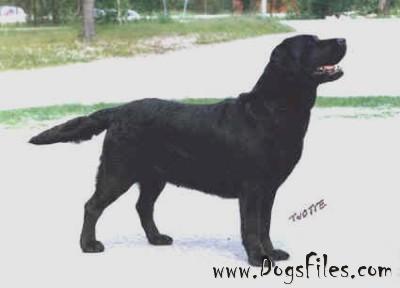 Dog picture