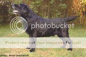Dog picture