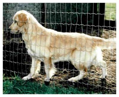 Dog picture