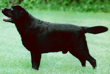 Dog picture