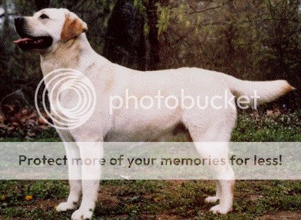 Dog picture