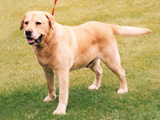 Dog picture