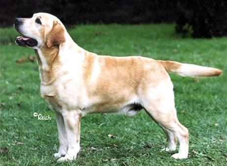 Dog picture