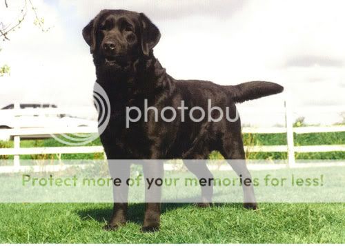 Dog picture