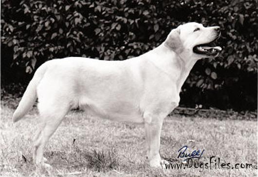 Dog picture