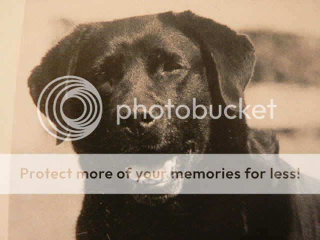 Dog picture