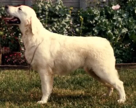 Dog picture
