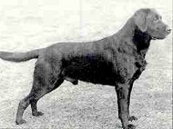 Dog picture