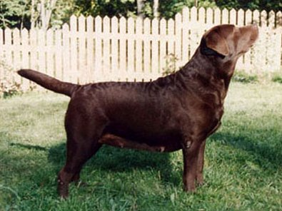 Dog picture