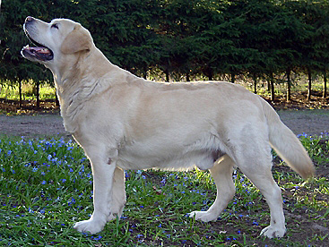 Dog picture