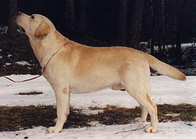 Dog picture