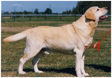 Dog picture