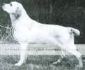 Dog picture