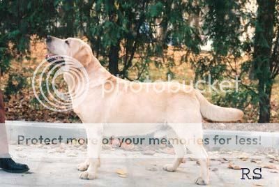 Dog picture