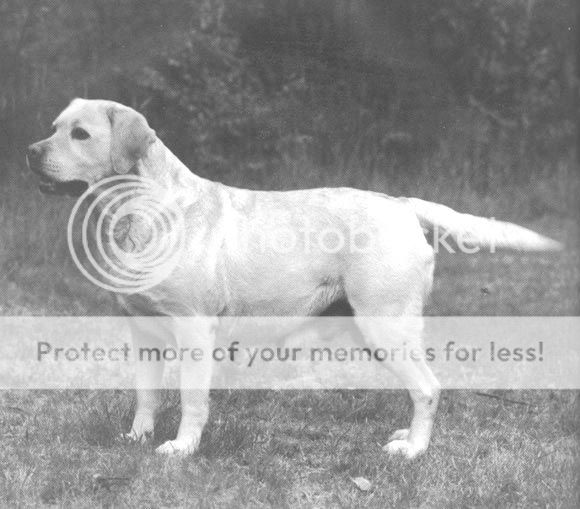 Dog picture