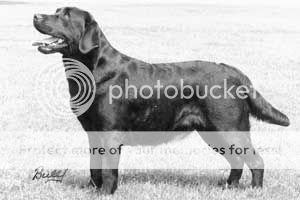 Dog picture