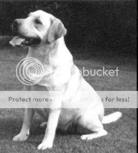 Dog picture