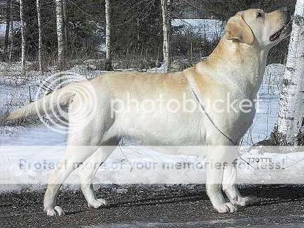 Dog picture