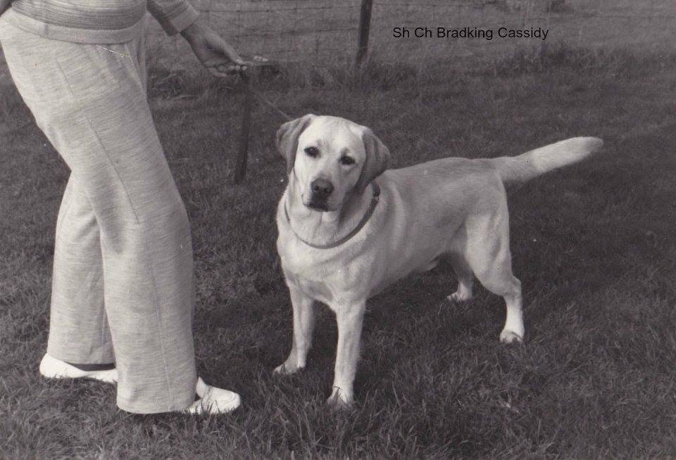 Dog picture