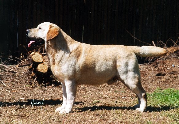 Dog picture