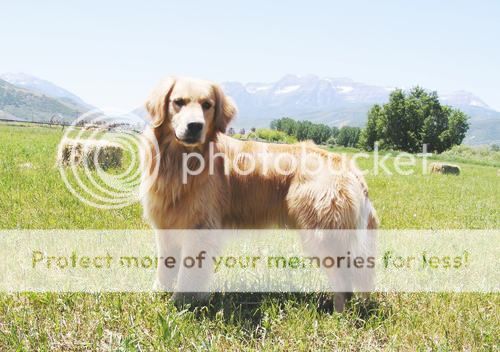 Dog picture