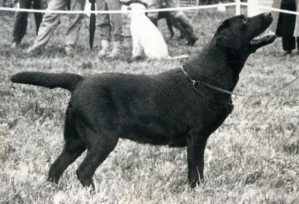 Dog picture