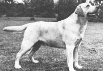 Dog picture