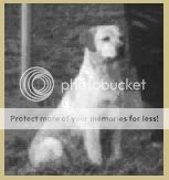 Dog picture