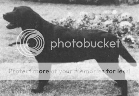 Dog picture