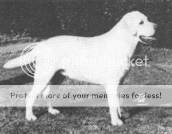 Dog picture