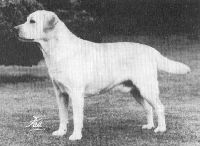 Dog picture