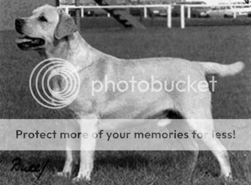 Dog picture