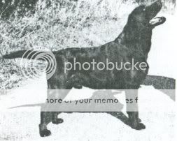Dog picture