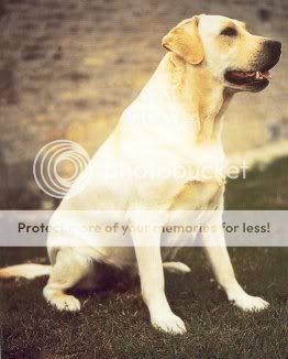 Dog picture