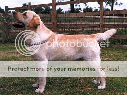 Dog picture