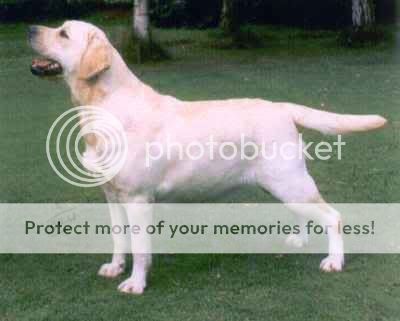 Dog picture