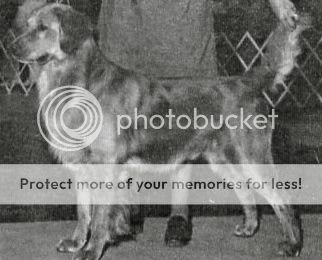 Dog picture