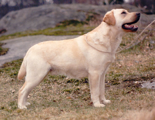 Dog picture