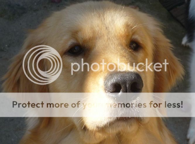 Dog picture