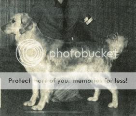 Dog picture
