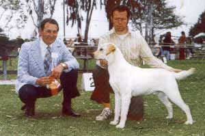 Dog picture